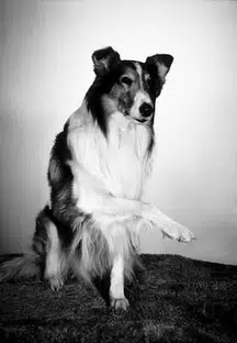Lassie the Dog