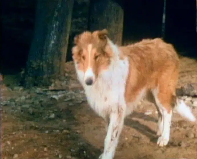 Collie